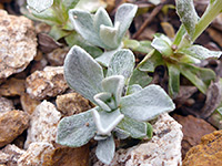 Hairy leaves