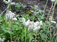 Antennaria microphylla