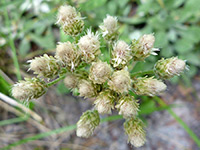 Antennaria microphylla