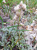 Antennaria parvifolia