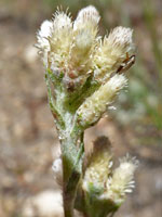 Inflorescence