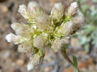 Florets and phyllaries