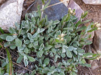 Basal leaves and short stems