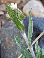 Flowering stem