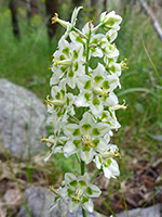 White petaled-flowers