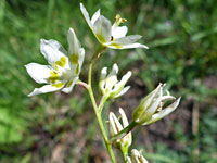 Top of a flower cluster