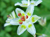 Elegant death camas