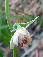 Red anthers