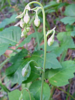 Nodding flowers