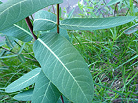 Veined leaves