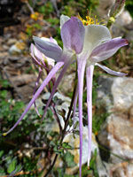 Purple and white flower