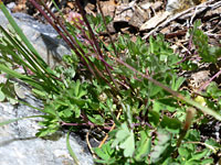 Lobed basal leaves