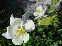 White petals and yellow anthers