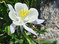 Aquilegia caerulea