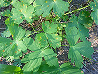 Lobed leaves