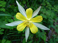 Golden columbine