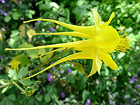 Large yellow flower