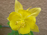 All-yellow flower