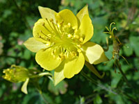 Golden columbine