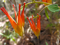 Western red columbine