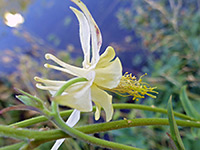 Pale yellow flower