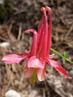 Long red spurs