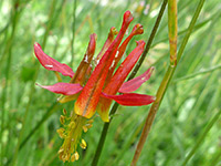 Flower and stem