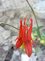 Aquilegia formosa