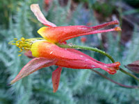 Aquilegia formosa