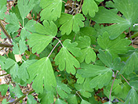 Compound leaves