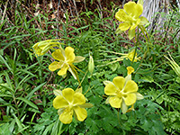 Group of flowers