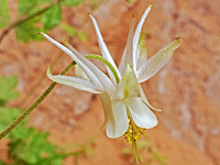 Mancos Columbine