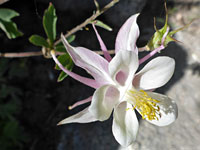 Aquilegia pubescens