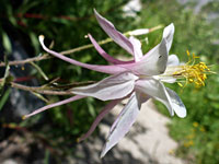 Sierra columbine