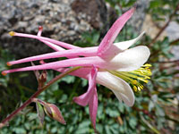 Pink sepals and petal spurs