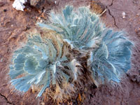 Arctomecon californica