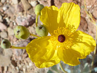 Arctomecon californica