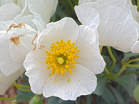 Arctomecon humilis