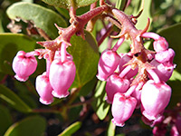 Green-leaf manzanita