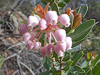 Flower cluster