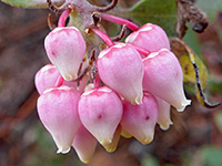 Pointleaf manzanita