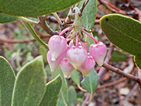 Flowers and leaves