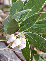 Pointleaf Manzanita