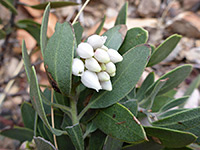 White flowers