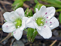 Arenaria lanuginosa