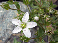 Spreading sandwort