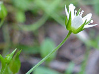 Green sepals and white petals