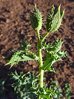 Mojave Prickly Poppy