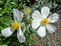 Six-petaled flower, Six-petaled flower of argemone munita ssp argentea, in Tubb Canyon, Anza Borrego Desert State Park, California