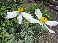 Two flowers, Two white flowers of argemone munita ssp argentea, in Tubb Canyon, Anza Borrego Desert State Park, California